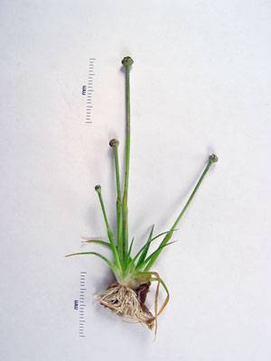 Eriocaulon (aquaticum)